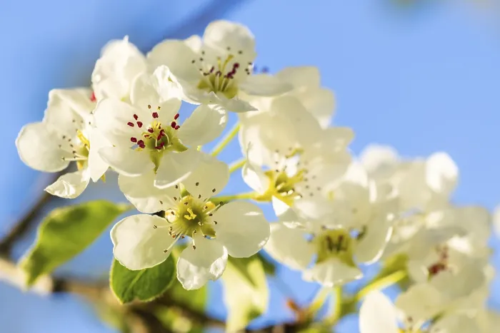 Gerahmter Druck : Blüte von Pflaumenbaum (Pyrus), Detail. Gerahmter Druck : Blüte von Pflaumenbaum (Pyrus), Detail.