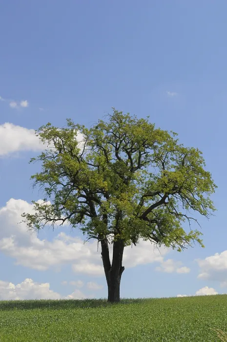 Gerahmter Druck : Baum in Feld Gerahmter Druck : Baum in Feld