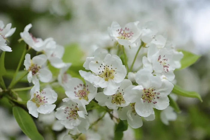 Gerahmter Druck : Baum der Pflaume (Pyrus), blüht im Frühling. Gerahmter Druck : Baum der Pflaume (Pyrus), blüht im Frühling.