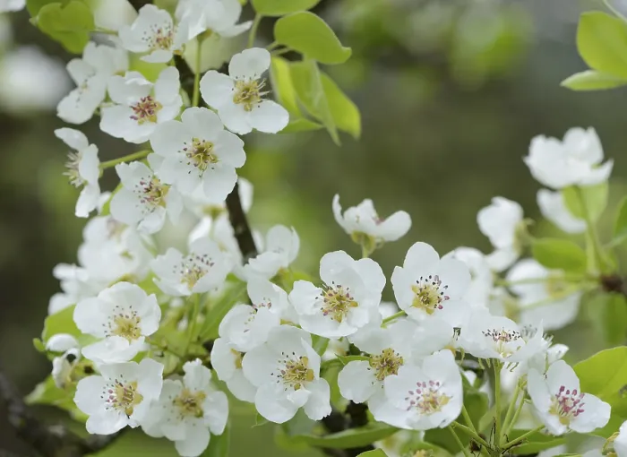 Gerahmter Druck : Apfelbaum (Pyrus), blüht im Frühling. Gerahmter Druck : Apfelbaum (Pyrus), blüht im Frühling.