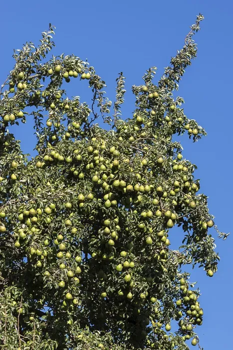 Gerahmter Druck : Apfelbaum (Pyrus) mit reifen Äpfeln. Gerahmter Druck : Apfelbaum (Pyrus) mit reifen Äpfeln.