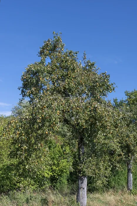 Gerahmter Druck : Baum der Pflaume (Pyrus) voll reifer Früchte. Gerahmter Druck : Baum der Pflaume (Pyrus) voll reifer Früchte.