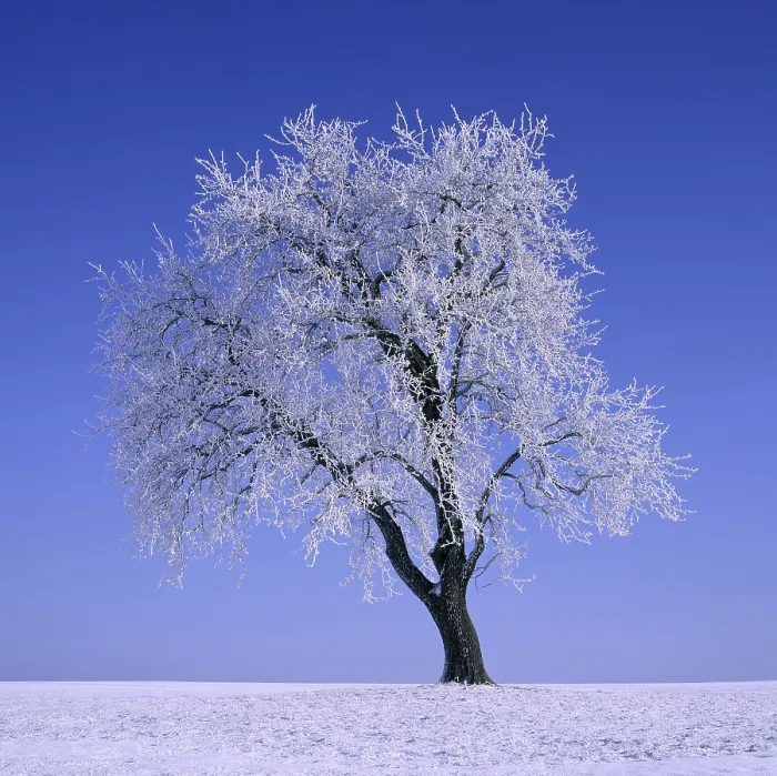 Gerahmter Druck : Baum der Birne im Winter