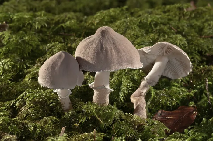 Gerahmter Druck : Pearly powdercap (Cystoderma carcharias) Gerahmter Druck : Pearly powdercap (Cystoderma carcharias)