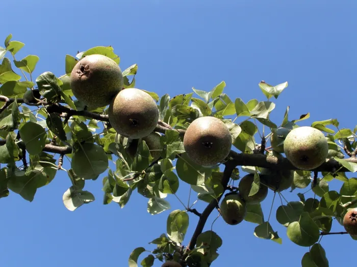 Gerahmter Druck : Pears Gerahmter Druck : Pears