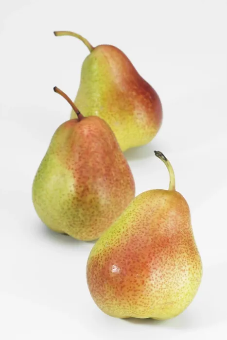 Gerahmter Druck : Pears Gerahmter Druck : Pears