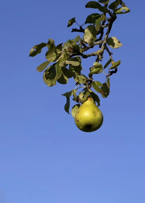 Gerahmter Druck : Birnen, Birnbaum, Ast, Detail. Gerahmter Druck : Birnen, Birnbaum, Ast, Detail.