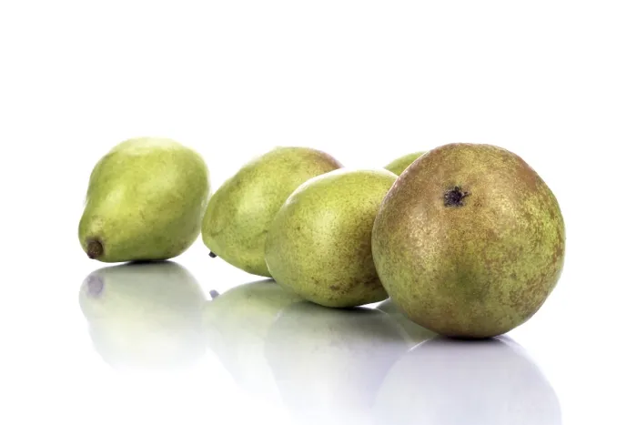 Gerahmter Druck : Birnen (Pyrus) Gerahmter Druck : Birnen (Pyrus)