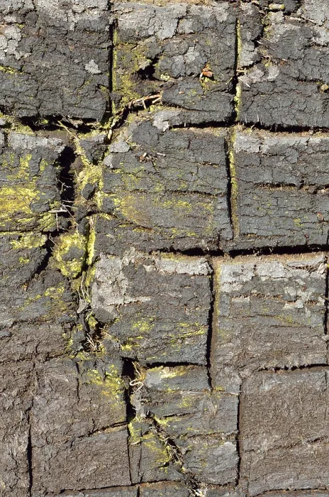 Gerahmter Druck : Torf-Abraum mit Borchenspuren. Gerahmter Druck : Torf-Abraum mit Borchenspuren.
