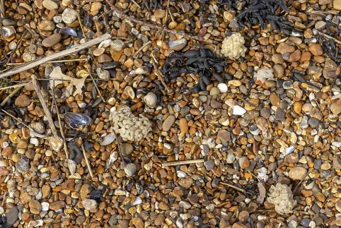 Gerahmter Druck : Kieselsteine und Katshark-Roe auf der Strand.