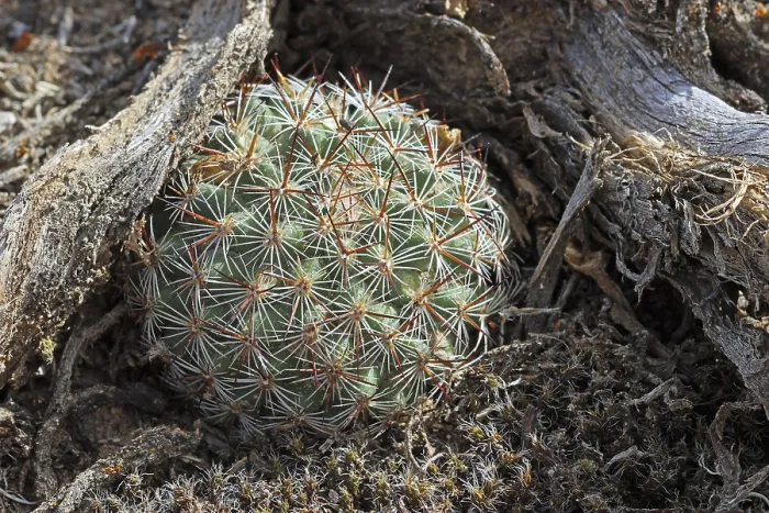 Gerahmter Druck : Pediocactus simpsonii Gerahmter Druck : Pediocactus simpsonii