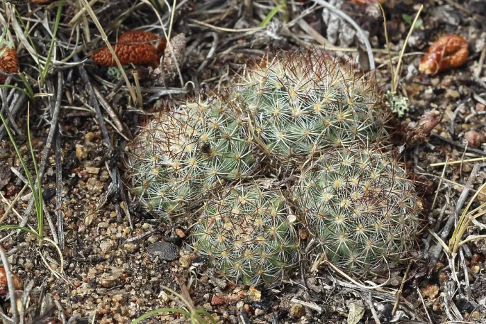 Gerahmter Druck : Pediocactus simpsonii Gerahmter Druck : Pediocactus simpsonii