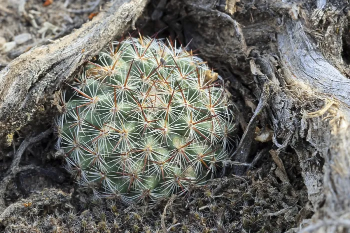 Gerahmter Druck : Pediocactus simpsonii Gerahmter Druck : Pediocactus simpsonii