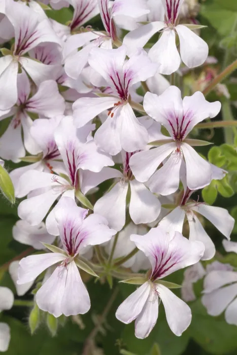 Gerahmter Druck : Pelargonium Gerahmter Druck : Pelargonium