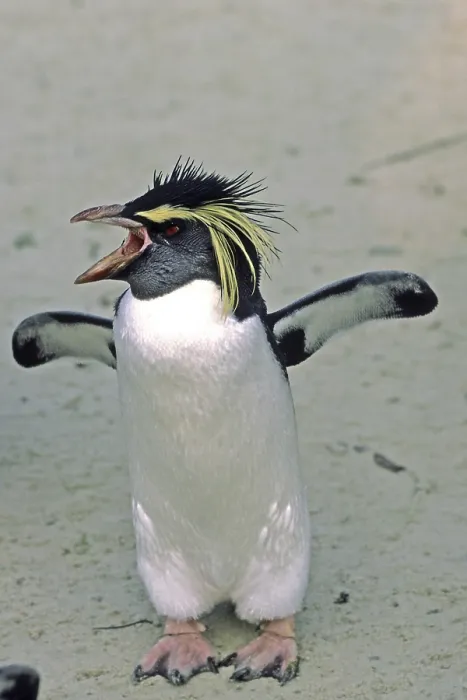 Gerahmter Druck : Penguin Gerahmter Druck : Penguin