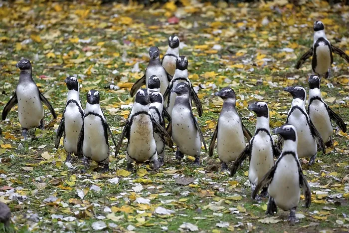 Gerahmter Druck : Pinguine in einem Lichtungen.