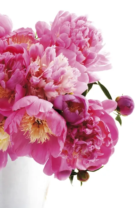 Gerahmter Druck : Peonies Gerahmter Druck : Peonies