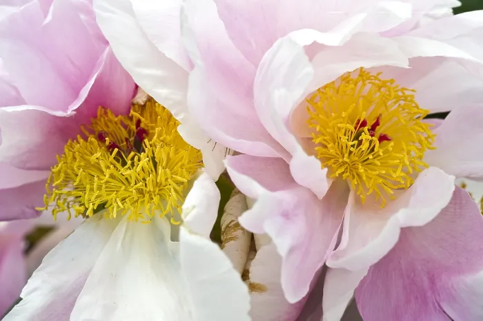 Gerahmter Druck : Paeonie (Paeonia) Gerahmter Druck : Paeonie (Paeonia)