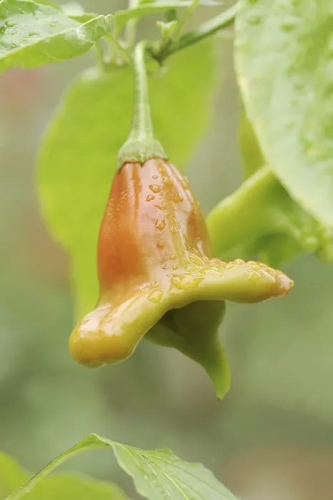 Gerahmter Druck : Pfeffer oder Paprika (Capsicum baccatum) Gerahmter Druck : Pfeffer oder Paprika (Capsicum baccatum)