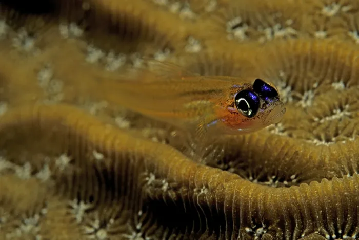 Gerahmter Druck : Peppermint Goby (Coryphopterus lipernes) in Curacao, Karibik, Niederländische Antillen Gerahmter Druck : Peppermint Goby (Coryphopterus lipernes) in Curacao, Karibik, Niederländische Antillen