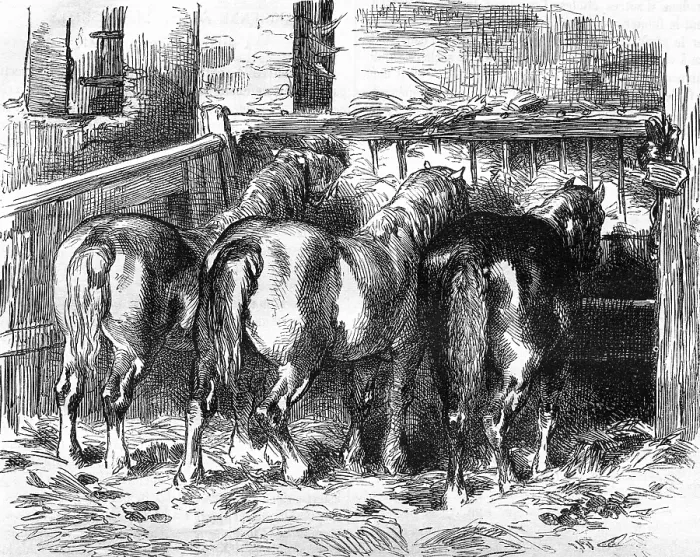 Gerahmter Druck : Percheron-Pferde in einem alten Stall Gerahmter Druck : Percheron-Pferde in einem alten Stall