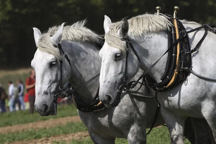 Gerahmter Druck : Percheron-Team Gerahmter Druck : Percheron-Team