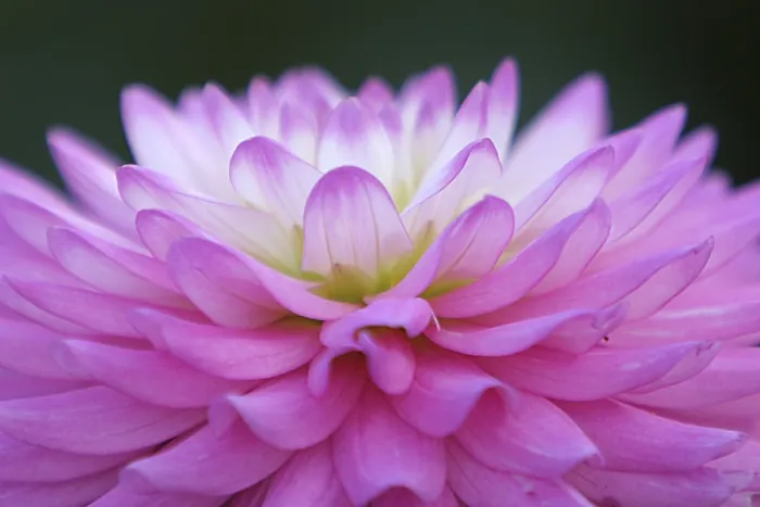 Gerahmter Druck : Petals Gerahmter Druck : Petals