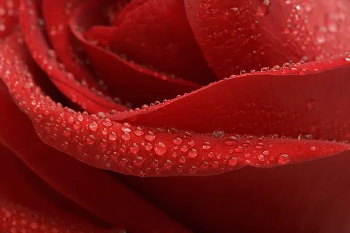 Gerahmter Druck : Blüten einer roten Rose mit Tau. Gerahmter Druck : Blüten einer roten Rose mit Tau.