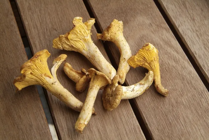 Gerahmter Druck : Pfifferlinge Gerahmter Druck : Pfifferlinge