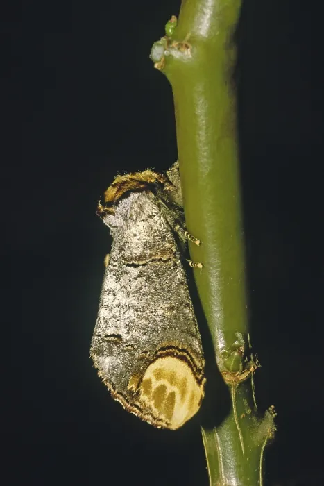 Gerahmter Druck : Phalera bucephala, Mondvogel, Mondfleck. Gerahmter Druck : Phalera bucephala, Mondvogel, Mondfleck.