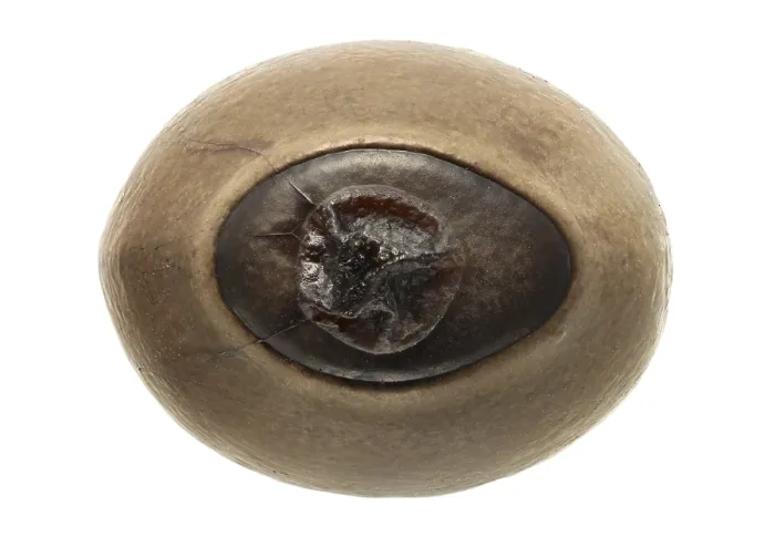 Gerahmter Druck : Ei der Phasmatodea, Phryganistria heusii. Gerahmter Druck : Ei der Phasmatodea, Phryganistria heusii.