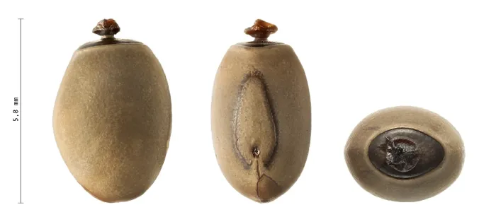 Gerahmter Druck : Eier der Phasmatodea, Phryganistria heusii Gerahmter Druck : Eier der Phasmatodea, Phryganistria heusii