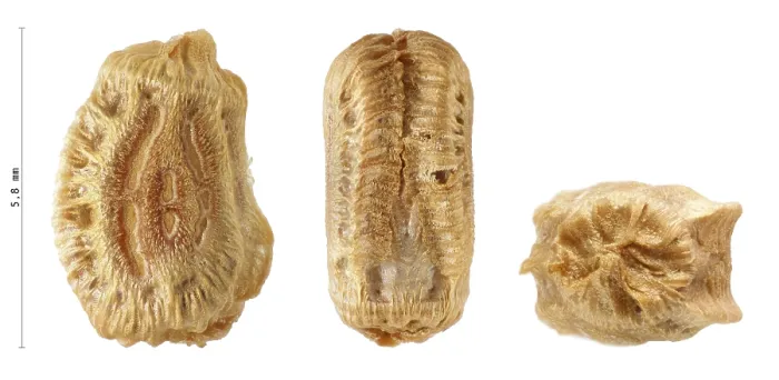 Gerahmter Druck : Eier der Phasmatodea, Phyllium jacobsoni 5. Gerahmter Druck : Eier der Phasmatodea, Phyllium jacobsoni 5.
