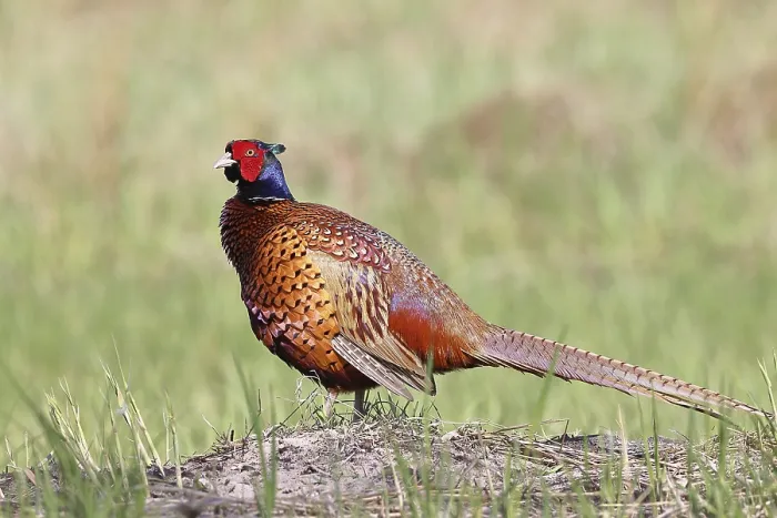 Gerahmter Druck : Fasan, Gemeiner Fasan (Phasianus colchicus)