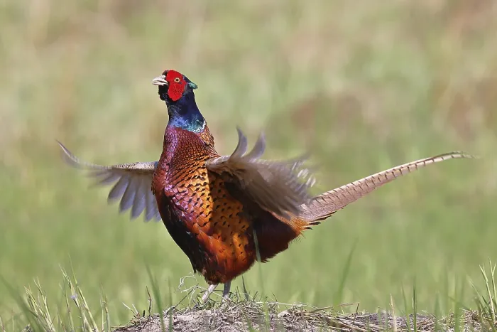 Gerahmter Druck : Fasan, Fasan jagen (Phasianus colchicus) Gerahmter Druck : Fasan, Fasan jagen (Phasianus colchicus)