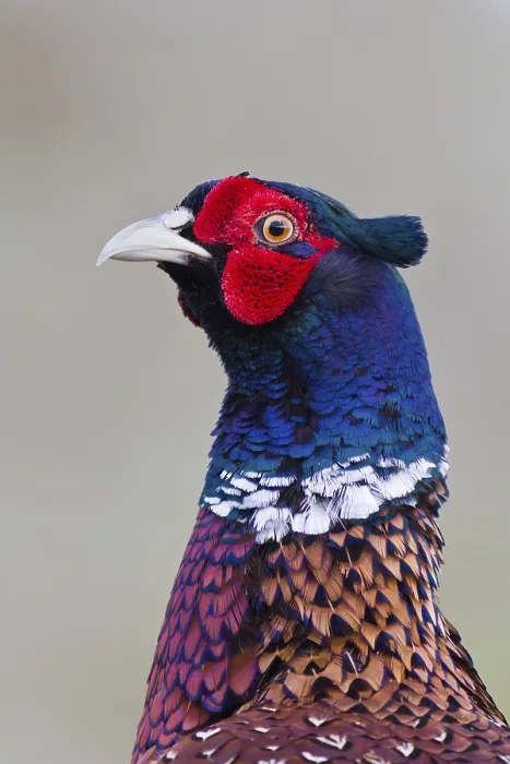 Gerahmter Druck : Fasan (Phasianus colchicus) Gerahmter Druck : Fasan (Phasianus colchicus)