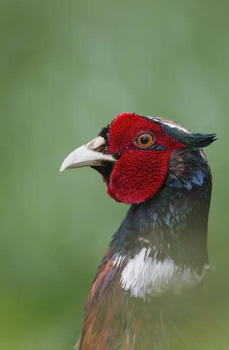 Gerahmter Druck : Fasan (Phasianus colchicus) Gerahmter Druck : Fasan (Phasianus colchicus)