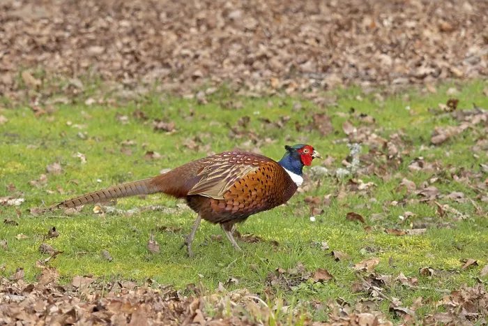 Gerahmter Druck : Fasan (Phasianus colchicus) Gerahmter Druck : Fasan (Phasianus colchicus)