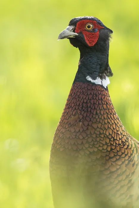 Gerahmter Druck : Fasan (Phasianus colchicus) Gerahmter Druck : Fasan (Phasianus colchicus)