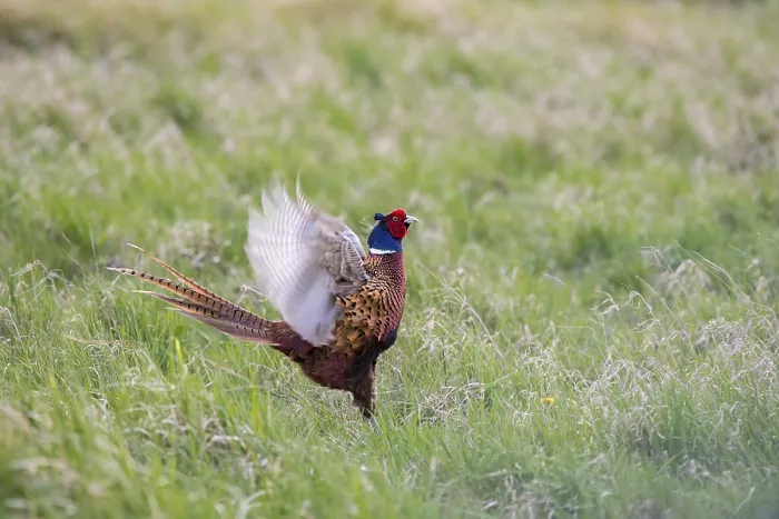 Gerahmter Druck : Fasan (Phasianus colchicus) schlagend. Gerahmter Druck : Fasan (Phasianus colchicus) schlagend.