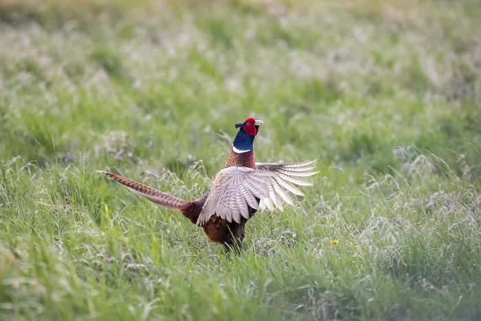 Gerahmter Druck : Phasianus colchicus (Pfau) schwebt.