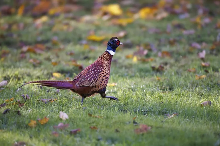 Gerahmter Druck : Fasan (Phasianus colchicus), Deutschland. Gerahmter Druck : Fasan (Phasianus colchicus), Deutschland.