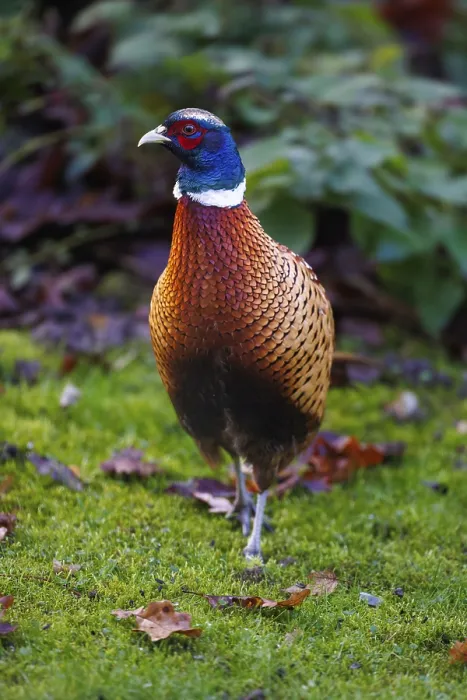 Gerahmter Druck : Fasan (Phasianus colchicus), Deutschland. Gerahmter Druck : Fasan (Phasianus colchicus), Deutschland.