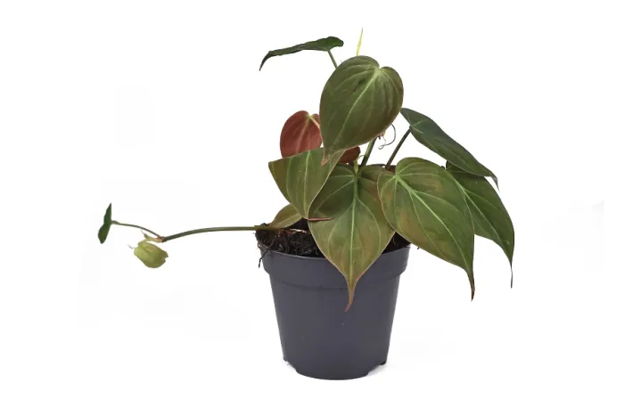 Gerahmter Druck : Philodendron Hederaceum Micans Gerahmter Druck : Philodendron Hederaceum Micans