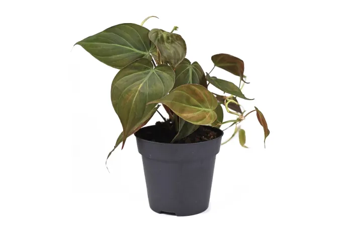 Gerahmter Druck : Philodendron Hederaceum Micans Gerahmter Druck : Philodendron Hederaceum Micans