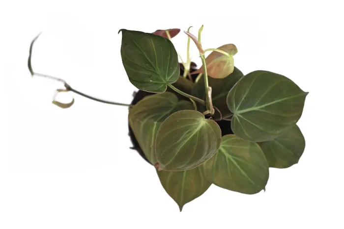 Gerahmter Druck : Philodendron Hederaceum Micans Gerahmter Druck : Philodendron Hederaceum Micans