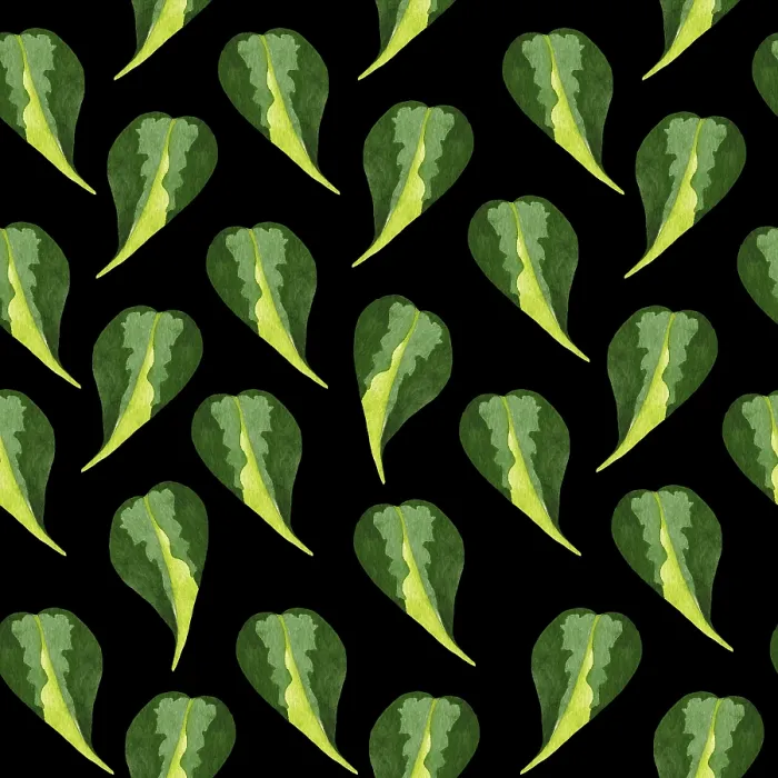 Gerahmter Druck : Philodendron-Muster ohne Unterbrechung Gerahmter Druck : Philodendron-Muster ohne Unterbrechung