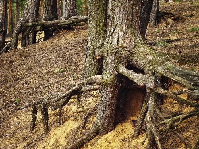 Gerahmter Druck : Bild von Baumwurzeln im Wald. Gerahmter Druck : Bild von Baumwurzeln im Wald.