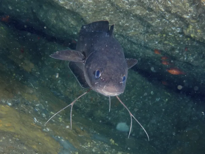 Gerahmter Druck : Ein Phycis phycis schwimmt in einer Höhle. Gerahmter Druck : Ein Phycis phycis schwimmt in einer Höhle.