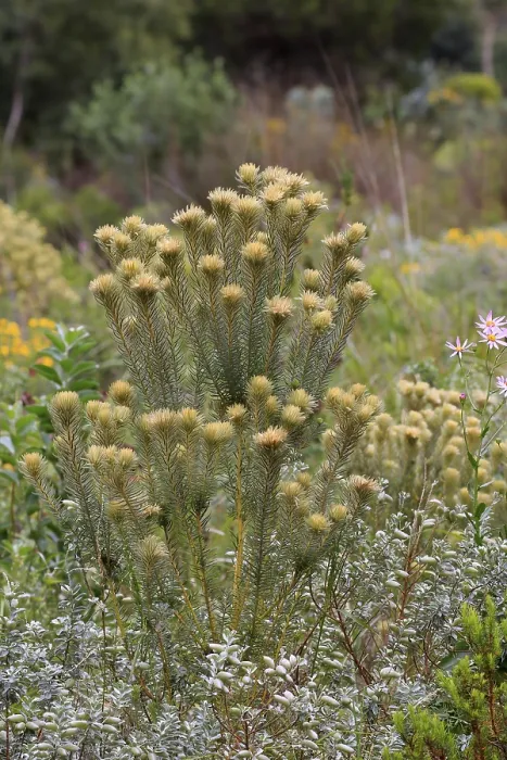 Gerahmter Druck : Phylica (Phylica pubescens), Blüte.